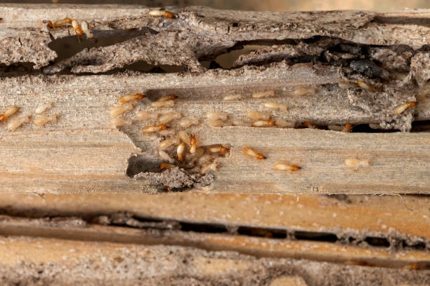 Best Pest Prevention Services  in Sutherland, NE